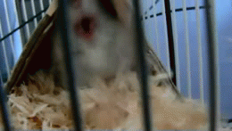 Hamster3